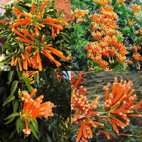 Pyrostegia venusta Samen Kletterpflanze