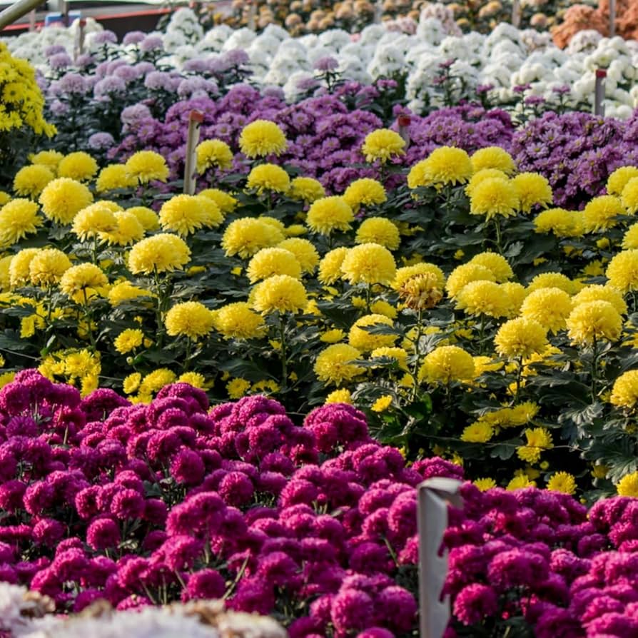 Traditionssorte Chrysantheme mehrjährig Blumensamen zur Aussaat sonnenliebend Traditionssorte & ohne Gentechnik Samen Hausgarten
