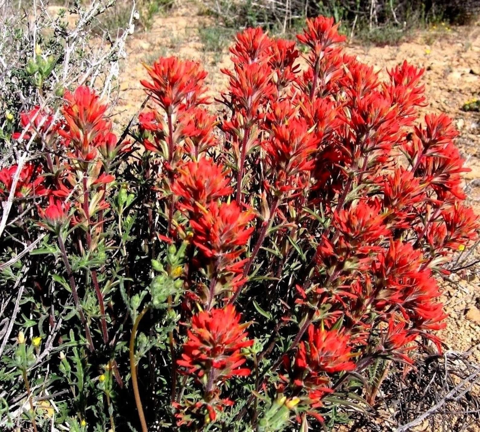 Castilleja Coccinea Samen zur Aussaat Wildblume Garten und Meadow