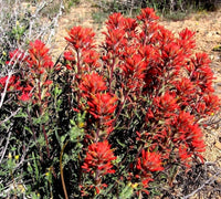 Castilleja Coccinea Samen zur Aussaat Wildblume Garten und Meadow