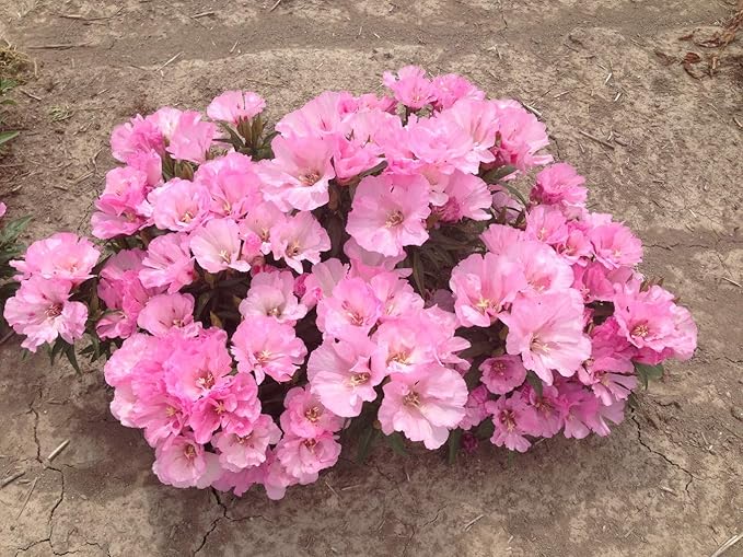 Godetia Sommerazalee Samen elegant – Rosa Godetia Blumen