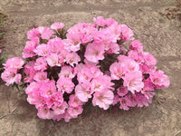 Godetia Sommerazalee Samen elegant – Rosa Godetia Blumen