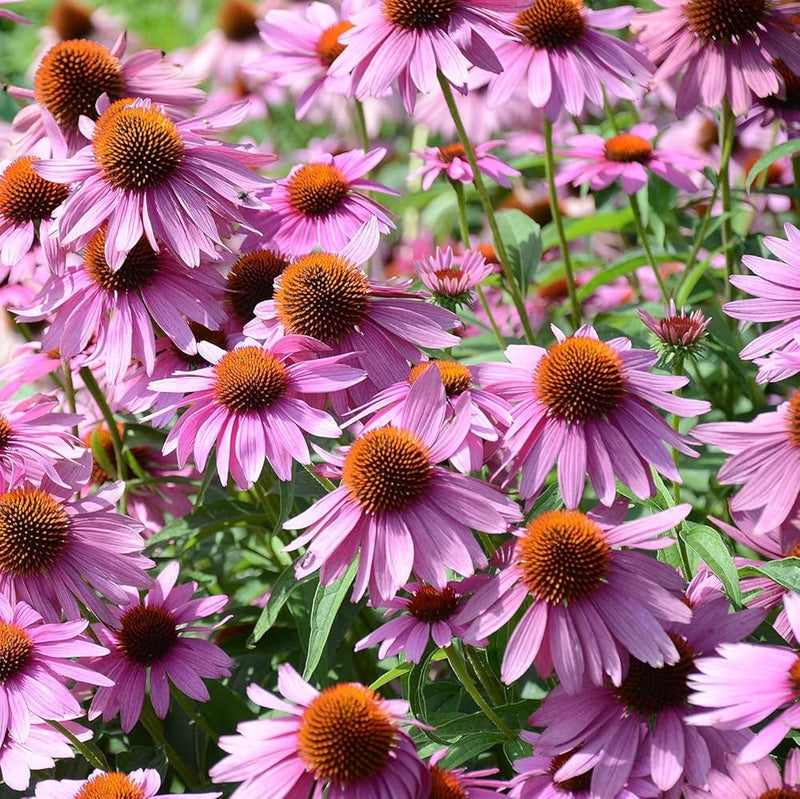 Sonnenhut Sahar Blumensamen zur Aussaat – robust Sorte – Traditionssorte & ohne Gentechnik Samen Hausgarten