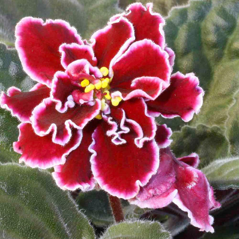 Graines de fleurs rouges de violette africaine à semer – fleurs éclatantes – variété traditionnelle et graines sans OGM pour le jardin potager