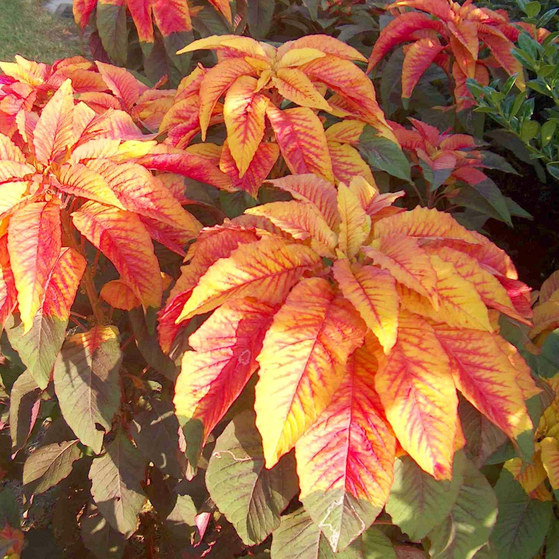 Amaranthus Illumination Samen zur Aussaat Fall Accent Ornamental Gärten