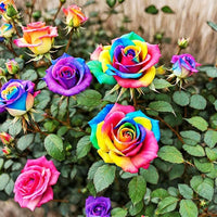 Selten Rainbow Rose Samen farbenfroh Rose Blüten