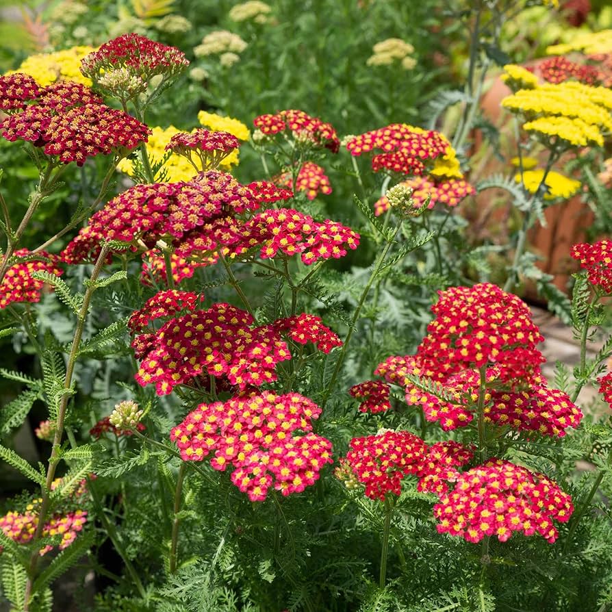 Rot yarrow achillea millefolium samen for anpflanzung in pollinator garten