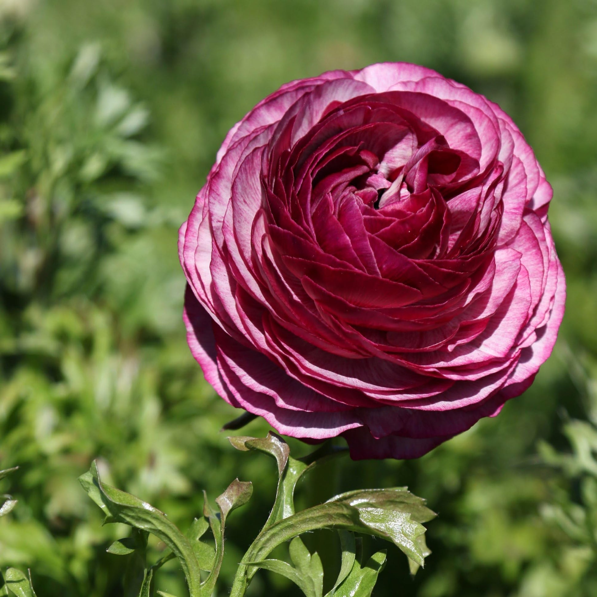 Violett Ranunculus Blumensamen zur Aussaat – Halbschatten verträglich – Traditionssorte & ohne Gentechnik Samen Hausgarten
