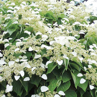 Hortensie Bonsai Samen – Viburnum Gartenblumen Hausgarten