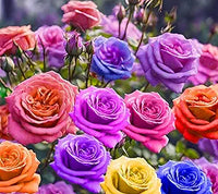 Mixed colors rose blume samen for vibrant roses