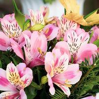 Peruvian Lilie Alstroemeria spp. Blumensamen zur Aussaat Blume Beet