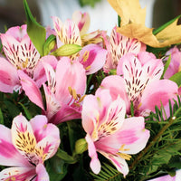 Peruvian lily alstroemeria blume samen for anpflanzung