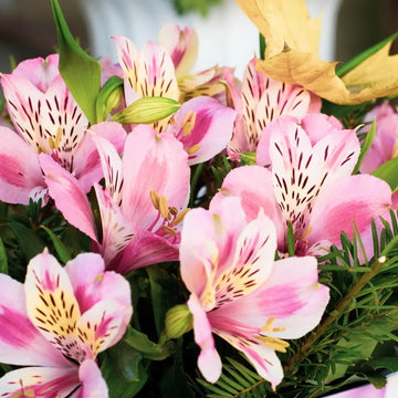 Peruvian lily alstroemeria blume samen for anpflanzung