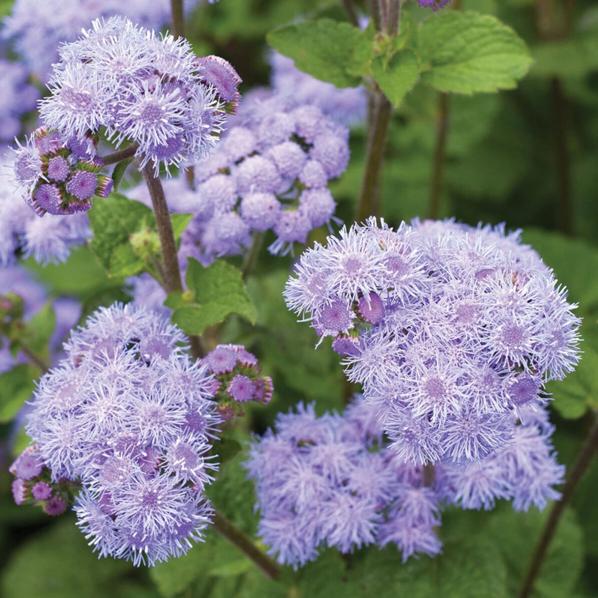 Mistflower conoclinium coelestinum for anpflanzung in wildflower patch
