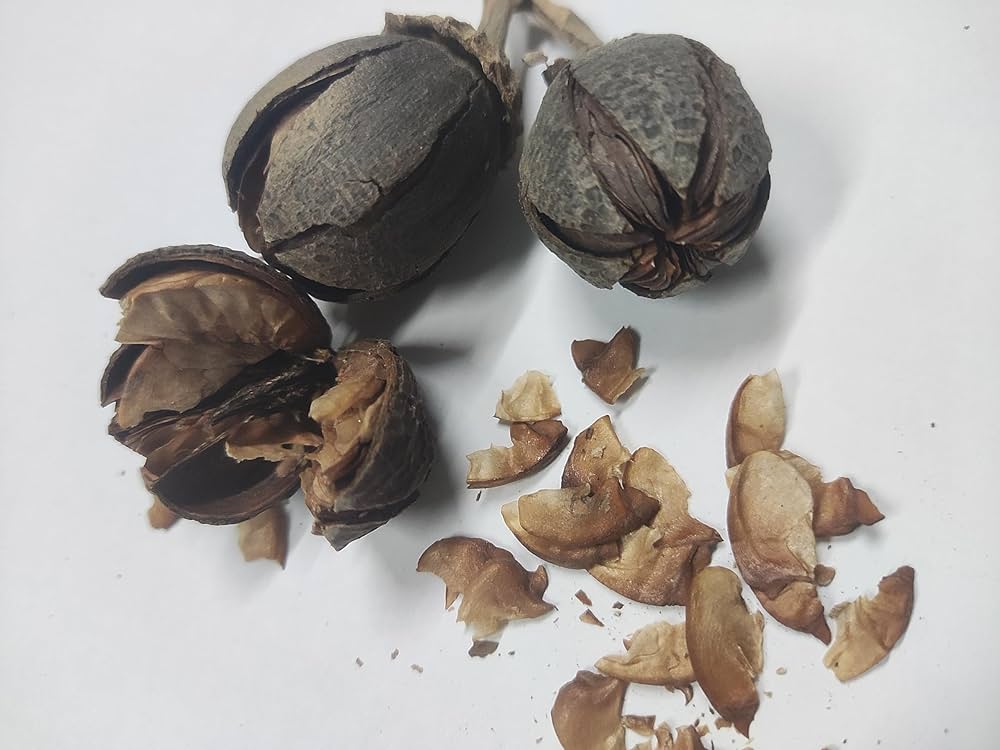 kaufen brown myrtle tree pflanzung samen Stück, 100 Stück