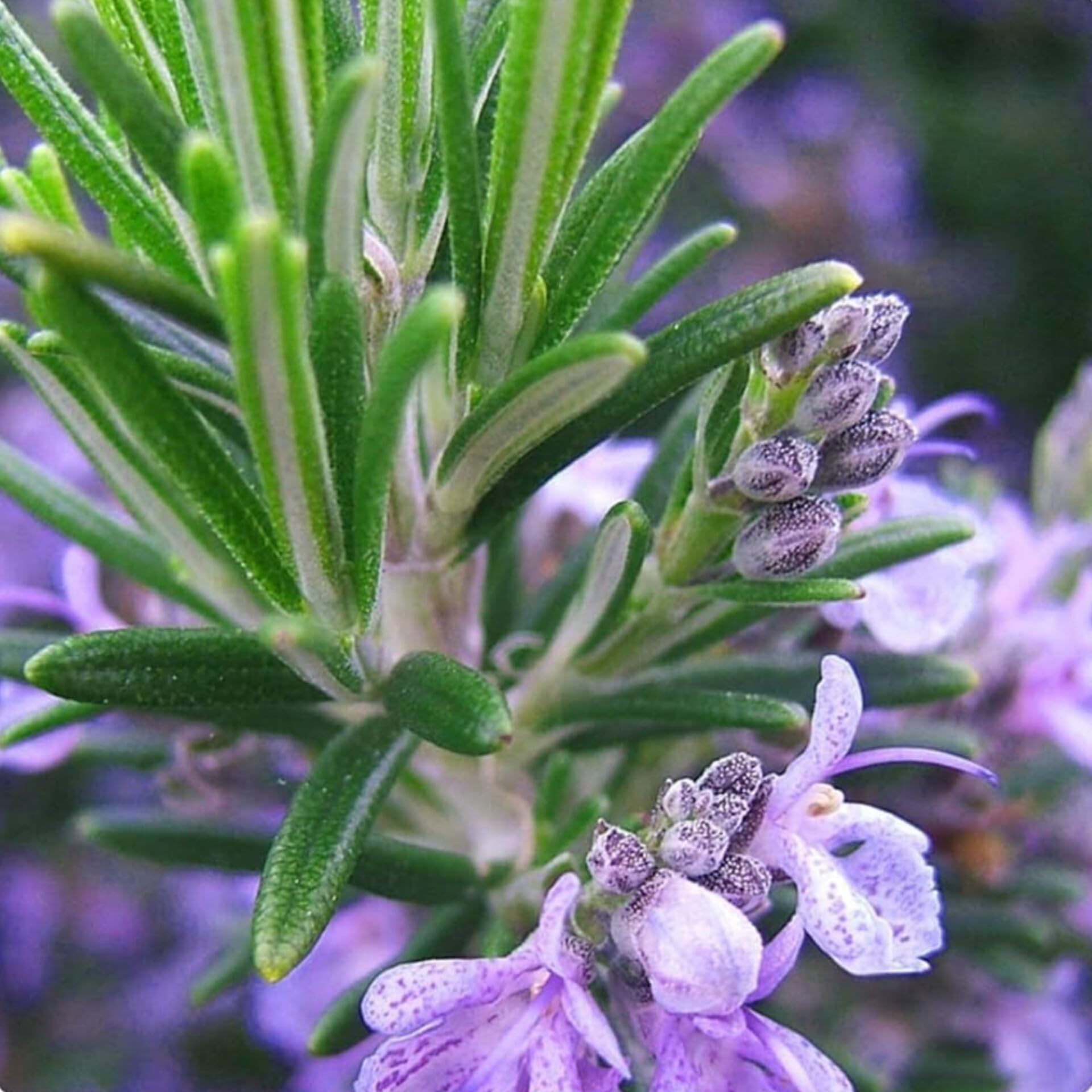 Rosa Rosemary Blumensamen zur Aussaat – lang Blüte Saison – Traditionssorte & ohne Gentechnik Samen Hausgarten