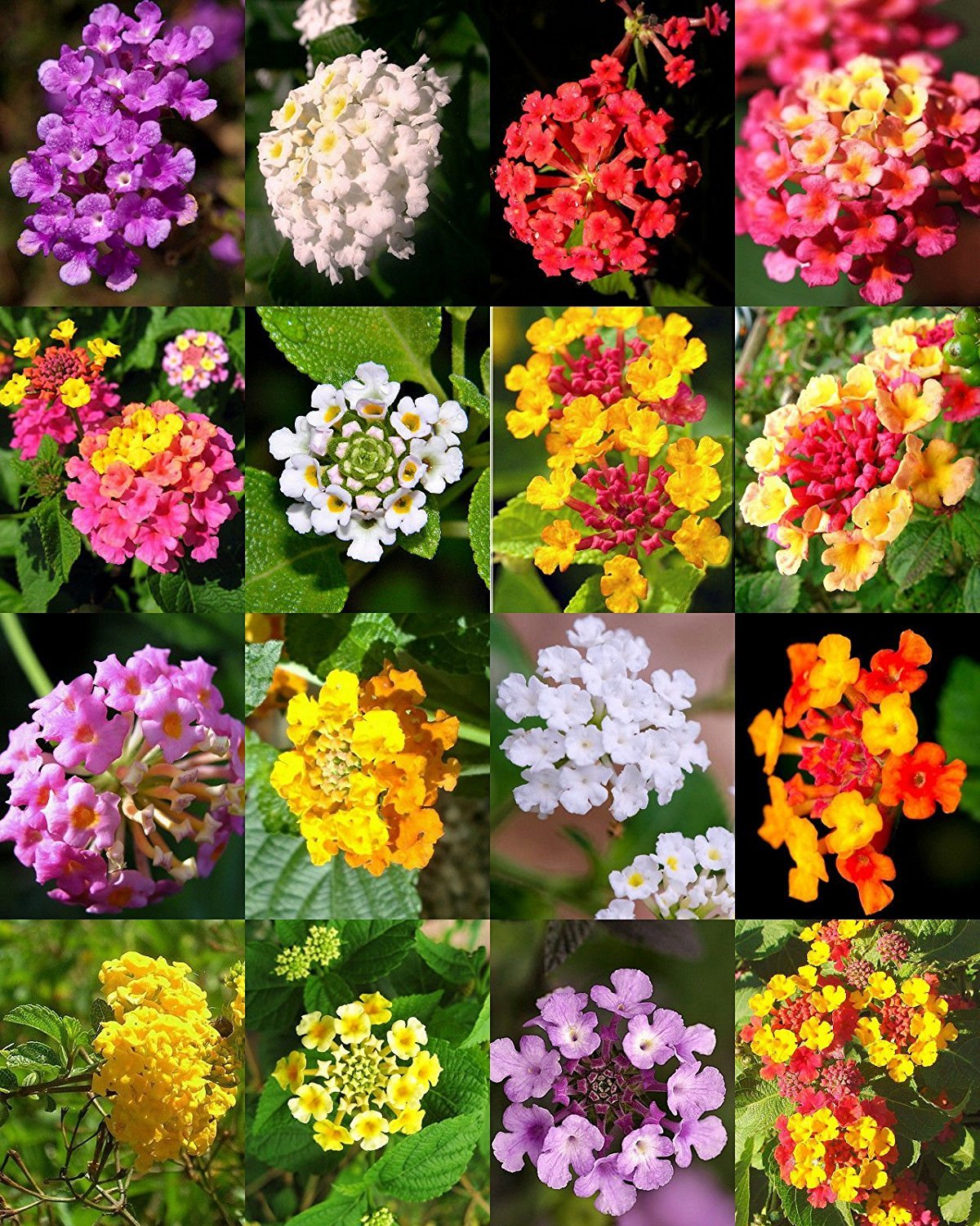MultiColored Wandelröschen Blumensamen zur Aussaat – Traditionssorte ohne Gentechnik biologisch Garten Samen Keimung