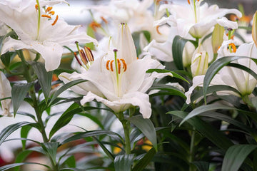 Casa blanca blume samen for anpflanzung - perfect for borders, heirloom & gmo free samen for home garten
 
 sale samen for home garten
