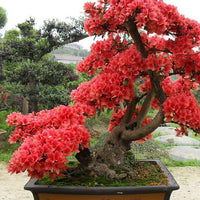 Rot (rot simsii) samen for anpflanzung in home garten