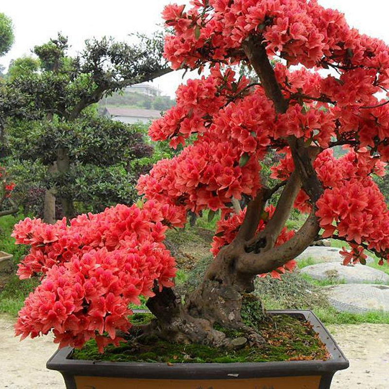 Rot (rot simsii) samen for anpflanzung in home garten