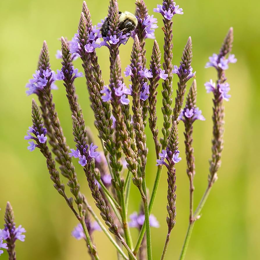 Blau Vervain Eisenkraut hastata Samen zur Aussaat native Wildblume wetland Garten