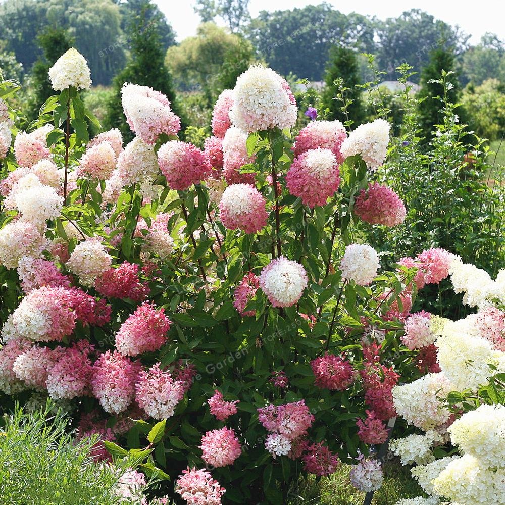 Vanilla Strawberry Hortensie Hortensie macrophylla Blumensamen zur Aussaat Garten