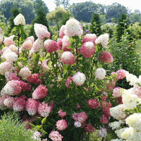 Vanilla Strawberry Hortensie Hortensie macrophylla Blumensamen zur Aussaat Garten