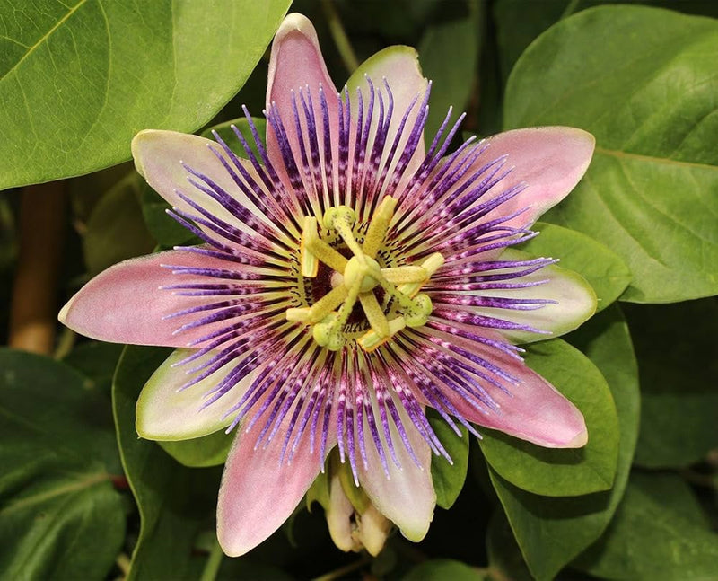 Passionflower passiflora incarnata samen for anpflanzung in trellis garten