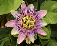Passionflower passiflora incarnata samen for anpflanzung in trellis garten