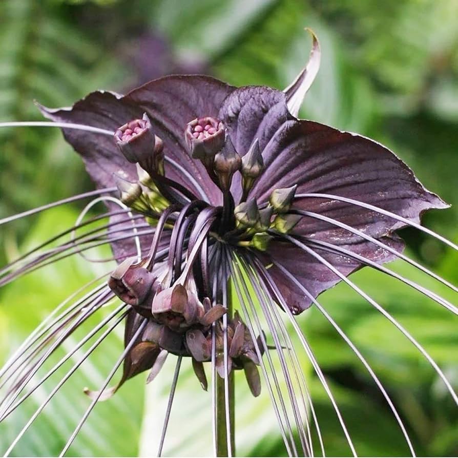 Water Grape Tacca palmata Samen zur Aussaat tropisch Garten und Pond