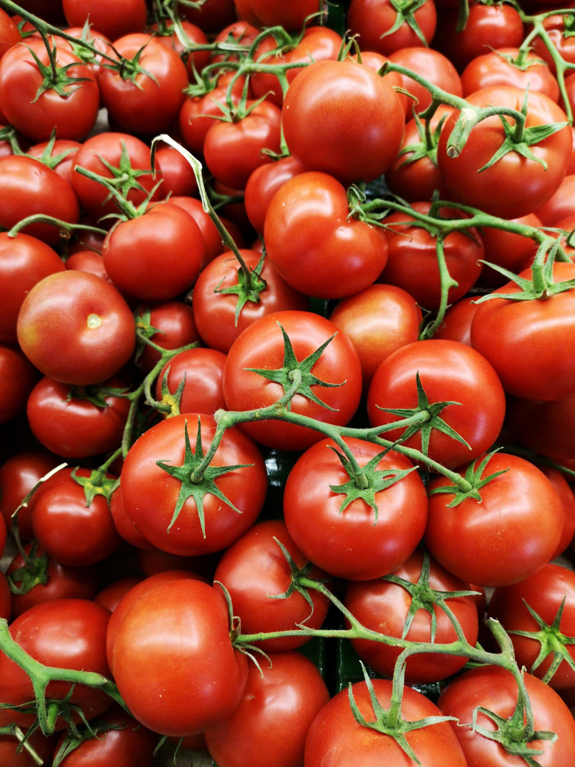 Better Bush VFN Tomate Samen Solanum lycopersicum zum Pflanzen in Urban Garden and Container Beds