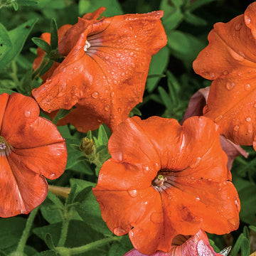Orange petunia blume samen for anpflanzung low maintenance heirloom & gmo free samen for home garten 
 
 sale for anpflanzung in home garten