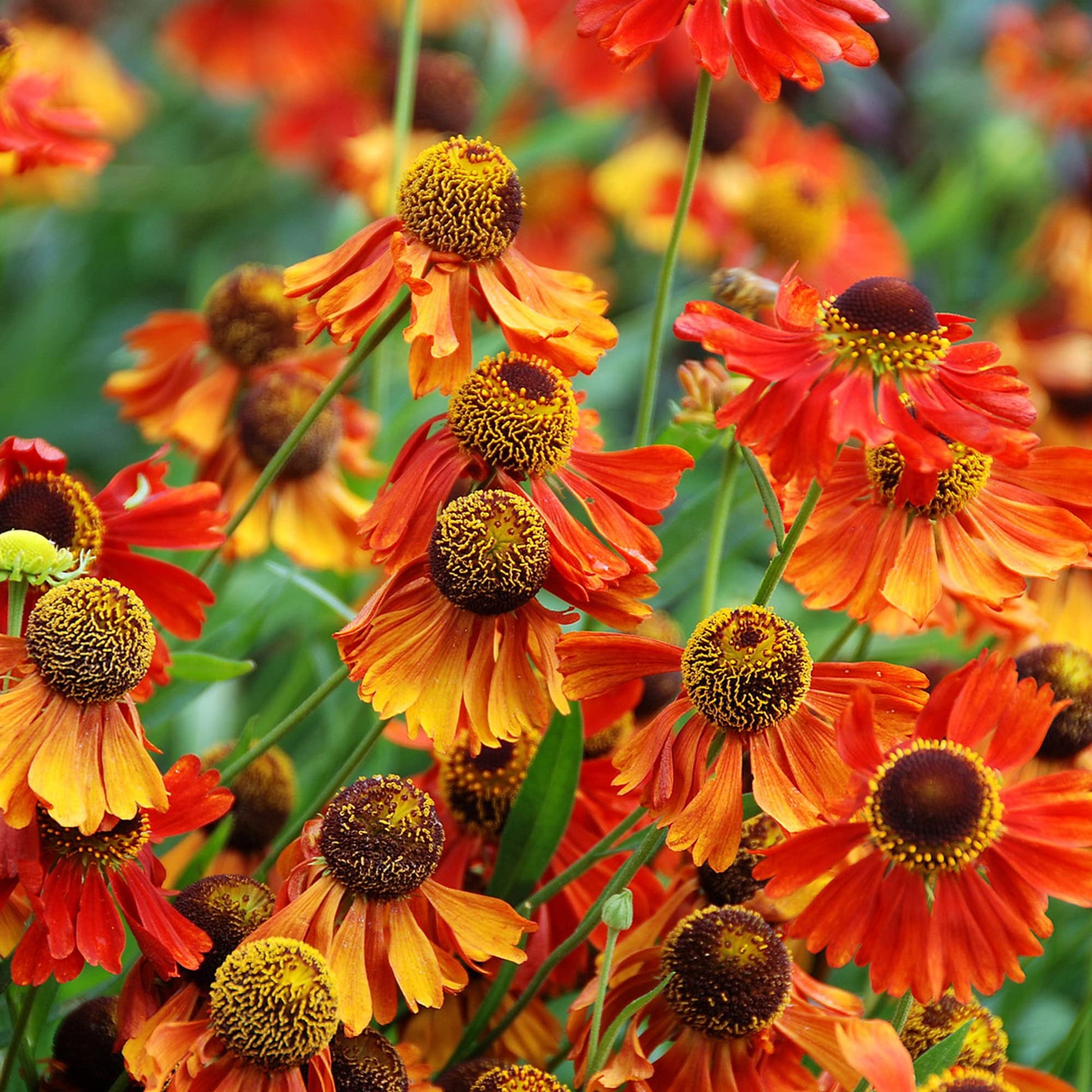 Helenium Sneezeweed Blumensamen