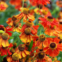 Helenium Sneezeweed Blumensamen