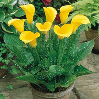 Gelb Calla Blumensamen zur Aussaat – Garten beliebt – Traditionssorte & ohne Gentechnik Samen Hausgarten