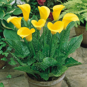 Gelb Calla Blumensamen zur Aussaat – Garten beliebt – Traditionssorte & ohne Gentechnik Samen Hausgarten