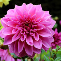 Tango Gemischt Blumensamen zur Aussaat