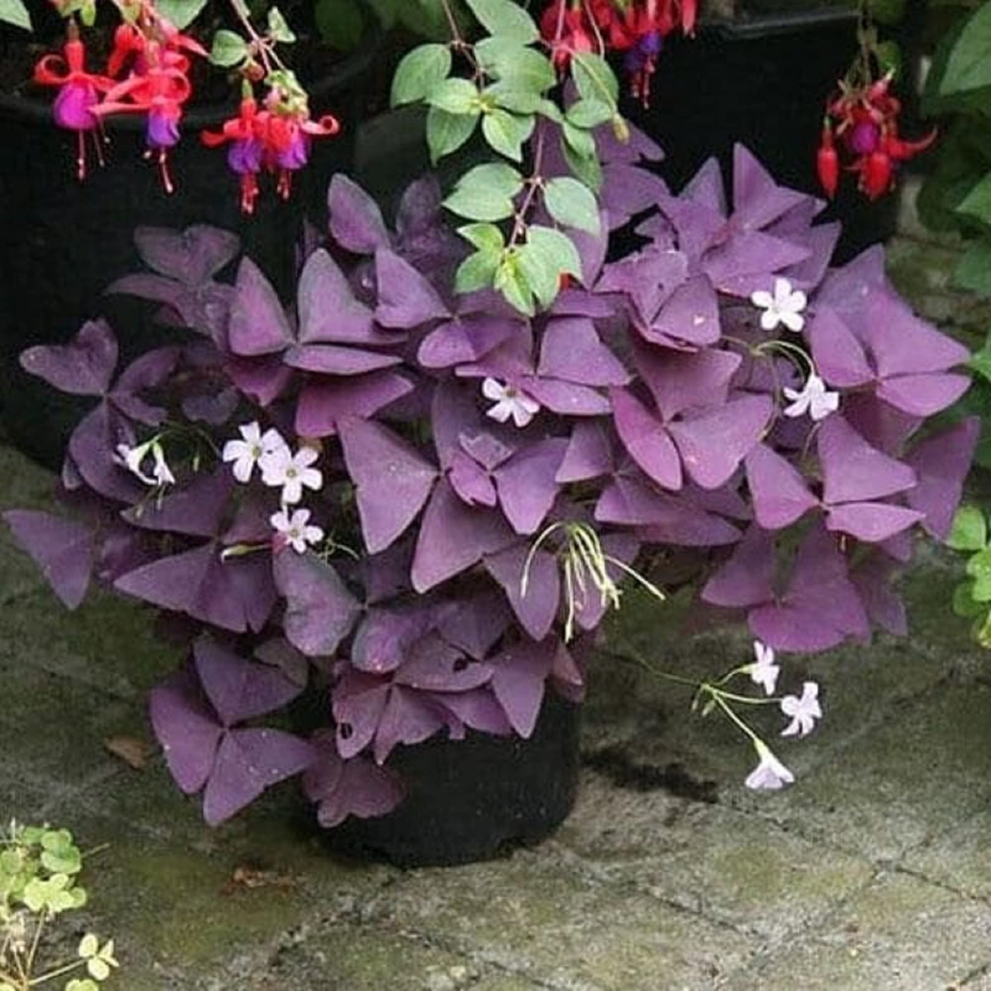 Rot Woodsorrel Blumensamen zur Aussaat Landhaus Garten wichtig Traditionssorte & ohne Gentechnik Samen Hausgarten