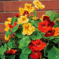 Jewel mix nasturtium tropaeolum majus for anpflanzung in blume bed