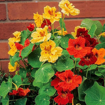Jewel mix nasturtium tropaeolum majus for anpflanzung in blume bed