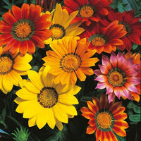 Mittagsgold Mittagsgold spp Blumensamen zur Aussaat Blume Beet