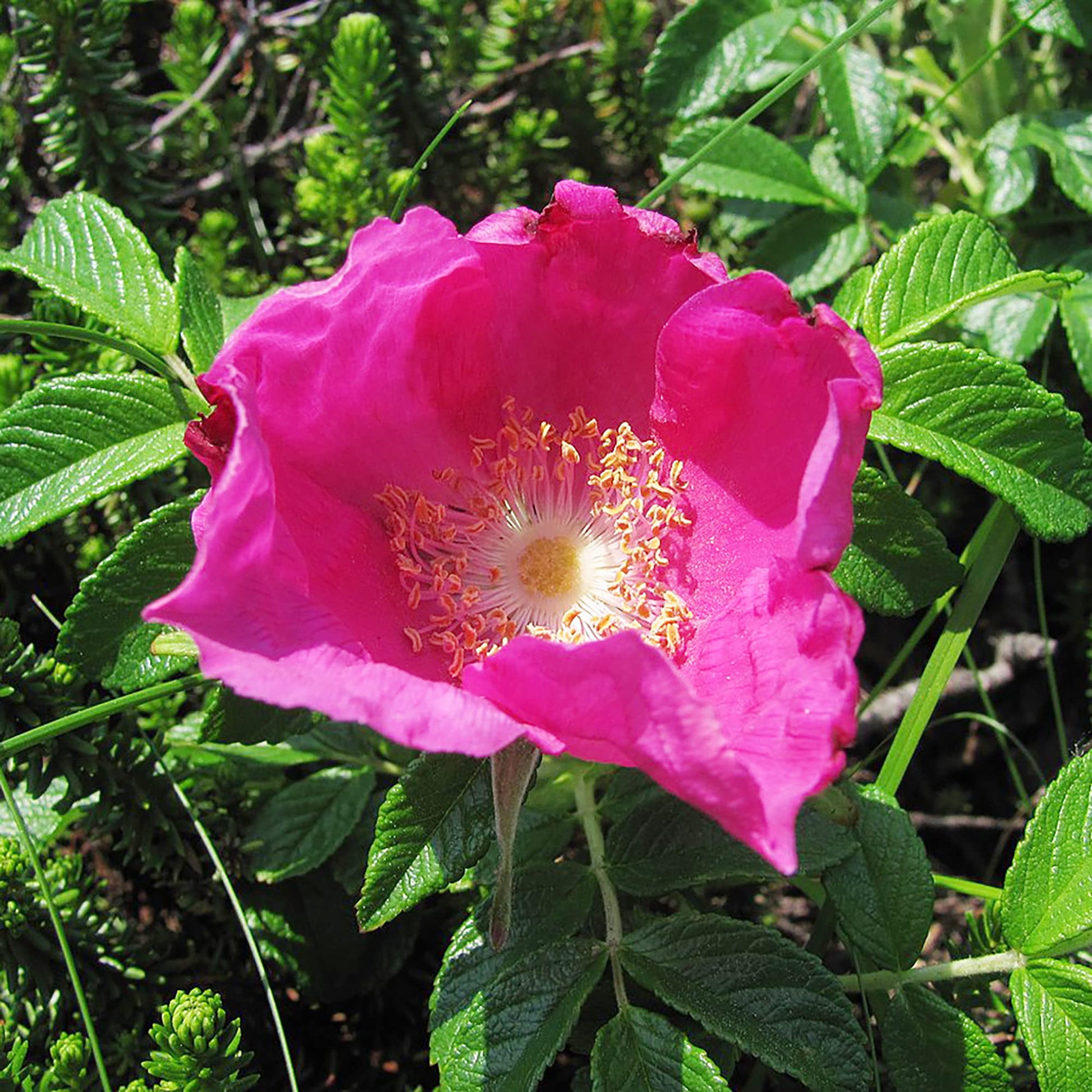 Rot Rugosa Rose Samen duftend – robust Rose Bushes