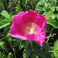 Rot Rugosa Rose Samen duftend – robust Rose Bushes