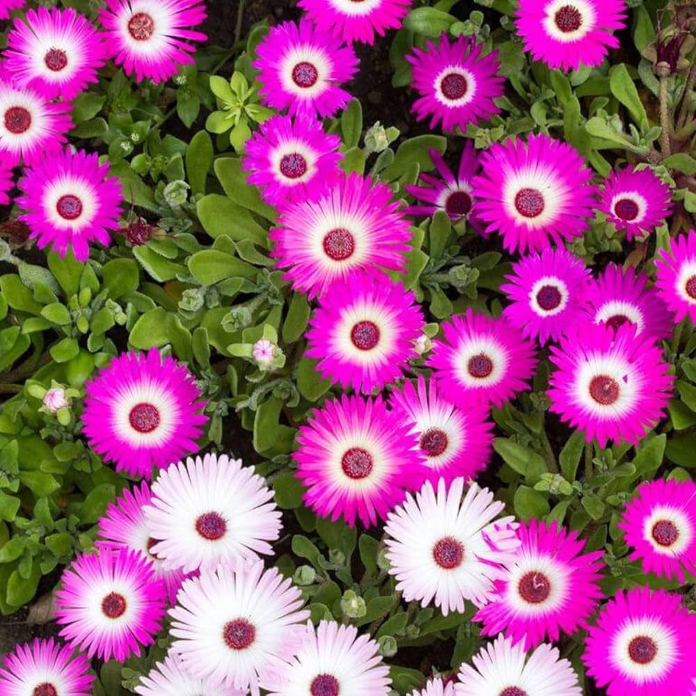 Gemischt Ice Blumensamen zur Aussaat leuchtend Traditionssorte & ohne Gentechnik Samen Hausgarten