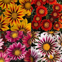 Gazania gazania spp for anpflanzung in blume bed