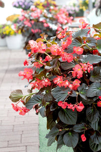 Burgundy begonia blume samen for anpflanzung - easy to grow, heirloom & gmo free samen for home garten
 
 sale samen for anpflanzung in home garten