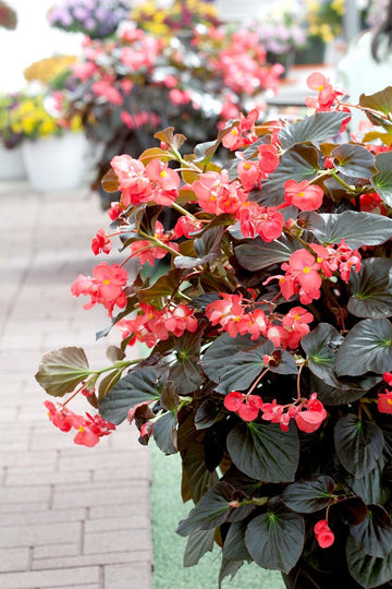 Burgundy begonia blume samen for anpflanzung - easy to grow, heirloom & gmo free samen for home garten
 
 sale samen for anpflanzung in home garten
