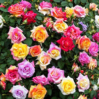 mehrfarbige Rose Blumensamen a farbenfroh Rose Garten