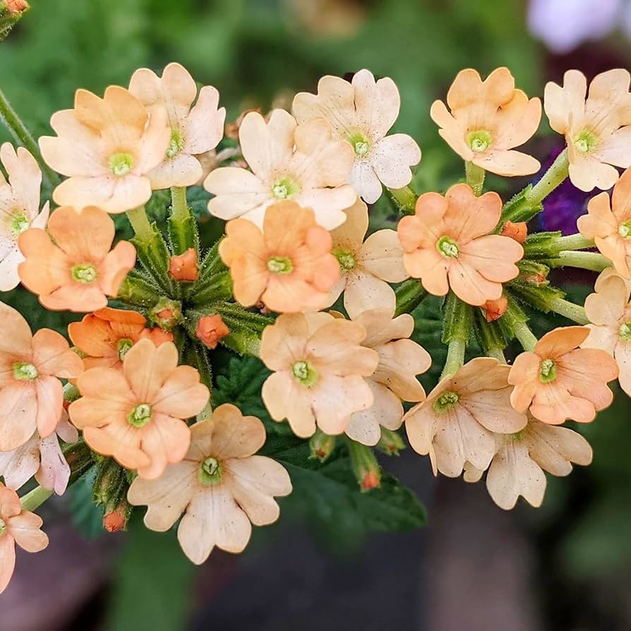 Eisenkraut Peaches und Creme mehrjährige Blumensamen Soft – elegant Blüten Garten
