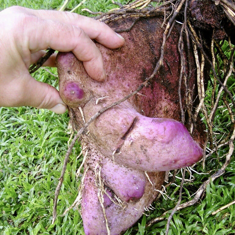 Semi di Dioscorea per una semina facile